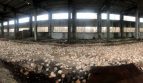 Rent - Dry warehouse, 2400 sq.m., Rzhishchev - 3