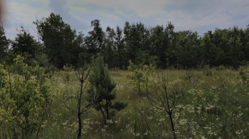 1 ila 150 hektar arasında arsa satışı, Kiev bölgesi ile. Svyatopetrovskoye - 6